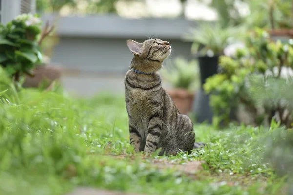 Tabby Kot Siedzi Scena Natura Zielony — Zdjęcie stockowe