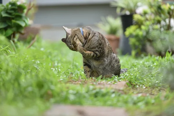 Tabby Gato Sentado Com Cena Natureza Verde — Fotografia de Stock