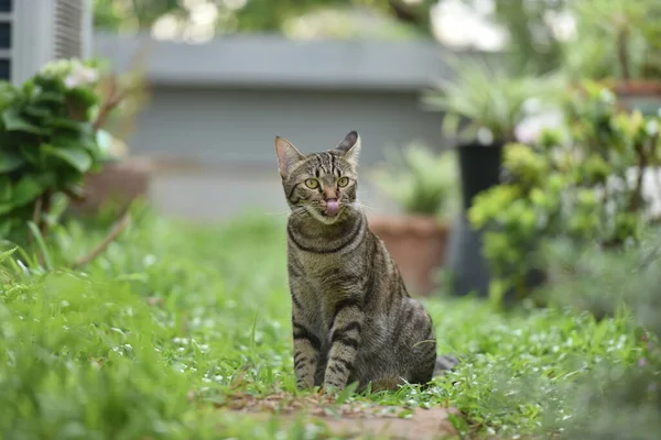 Tabby Kočka Sedí Scénou Příroda Zelená — Stock fotografie