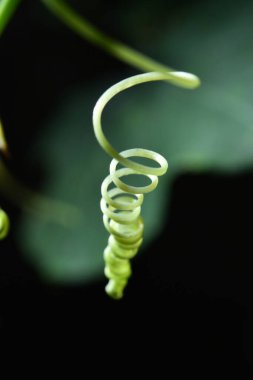 Lvy Su Kabağı, Siyah Arkaplanda Coccinia