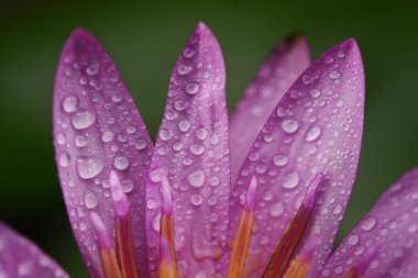 Su damlacıklarıyla mor nilüfer.