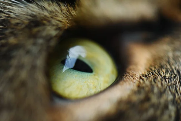 Close Gray Female Cat Eye Tabby Cat — Stock Photo, Image