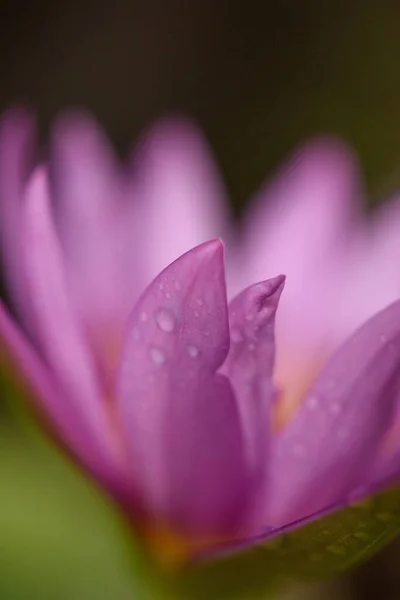 Lotus Violet Picături Apă Aproape — Fotografie, imagine de stoc