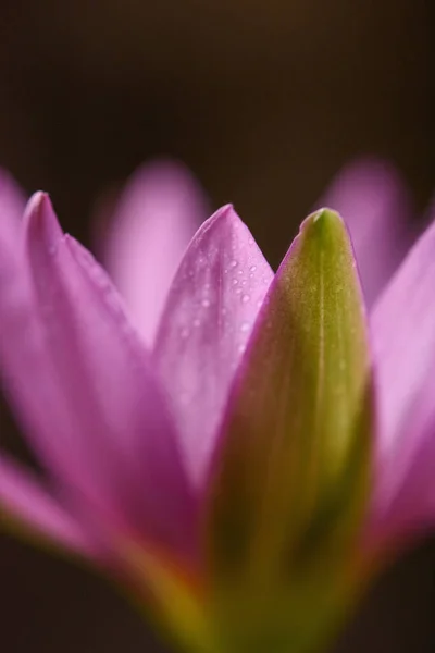 Lotus Violet Picături Apă Aproape — Fotografie, imagine de stoc