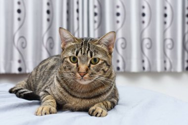 Oda manzaralı tuhaf poz kedisi, Tekir kedisi..