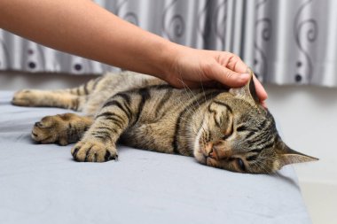 Kedi yerde yatıyor ve onu tutan bir insan eli var..