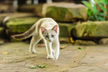 Doğada mavi gözlü beyaz kedi yavrusu