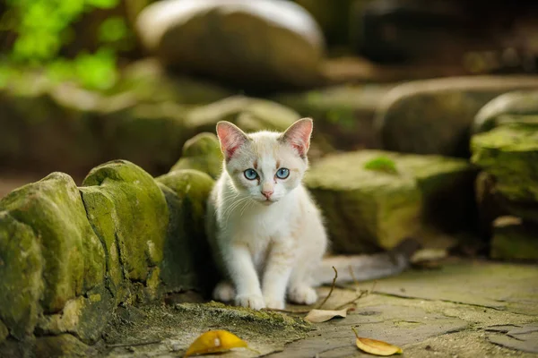Doğada mavi gözlü beyaz kedi yavrusu