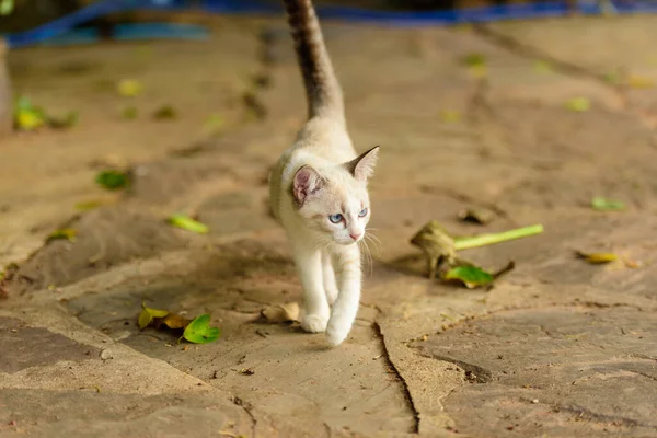 Gatinho Branco Com Olhos Azuis Natureza — Fotografia de Stock