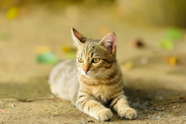 Kattungen Ser Bekväm Naturen — Stockfoto