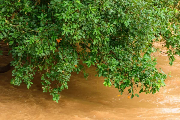 Bosque Verde Bosque Tropical Río — Foto de Stock