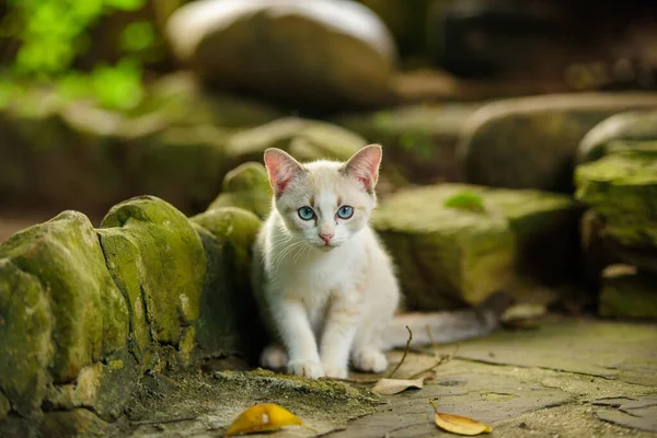 Kucing Putih Dengan Mata Biru Alam Stok Gambar