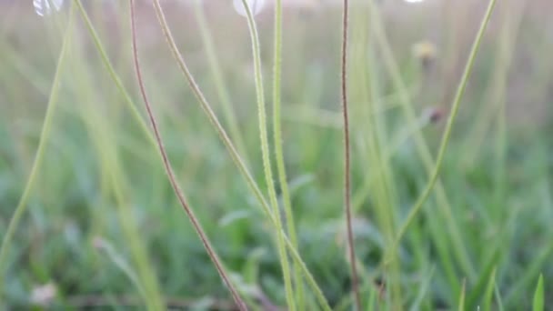 Erba Fiore Vdo Preso Con Retroilluminazione — Video Stock