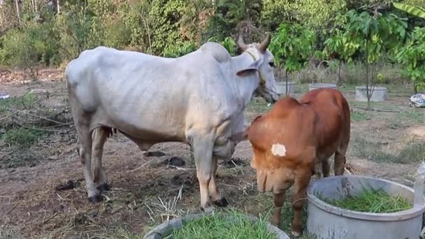 Mother Child Cows Together — Stock Video