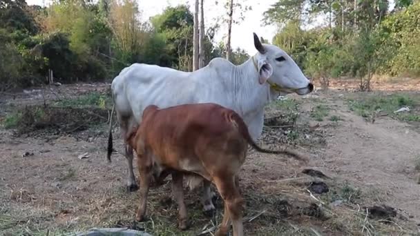 Het Kalf Zuigt Moedermelk — Stockvideo