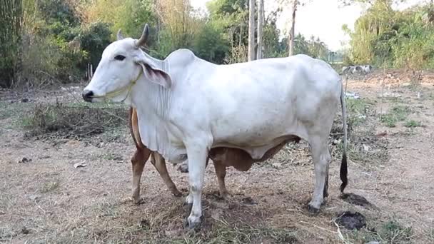 Das Kalb Säugt Die Muttermilch — Stockvideo