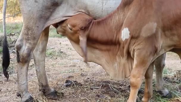 Bezerro Está Amamentar Leite Materno — Vídeo de Stock