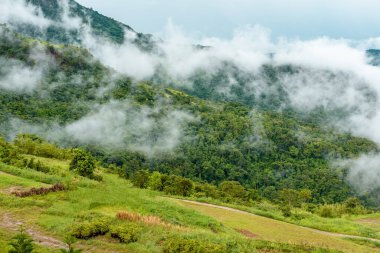Tropikal bir ormanda bulutlu dağlar