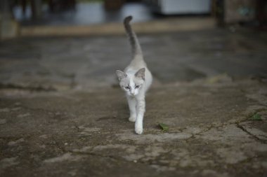 Betonun üzerinde yürüyen beyaz kedi yavrusu