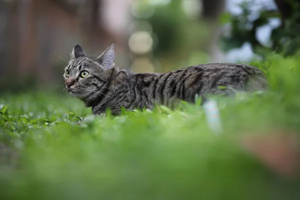 Tabby Kot Siedzi Scena Natura Zielony — Zdjęcie stockowe