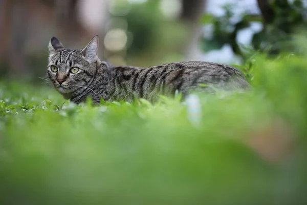 Tabby Kot Siedzi Scena Natura Zielony — Zdjęcie stockowe