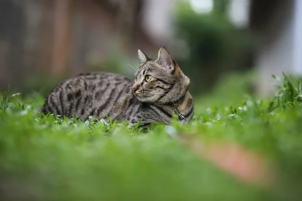 Jogos Do Gatinho Em Uma Grama Verde Imagem de Stock - Imagem de animais,  gato: 36791029