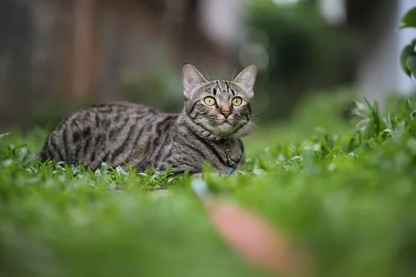 Gato Tabby Sentado Con Escena Naturaleza Verde — Foto de Stock