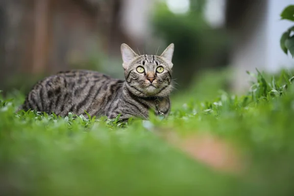 Tabby Γάτα Συνεδρίαση Φύση Σκηνή Πράσινο — Φωτογραφία Αρχείου