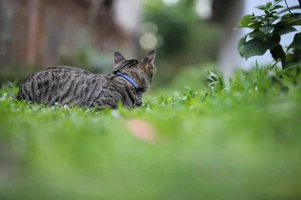 Gato Tabby Sentado Con Escena Naturaleza Verde —  Fotos de Stock