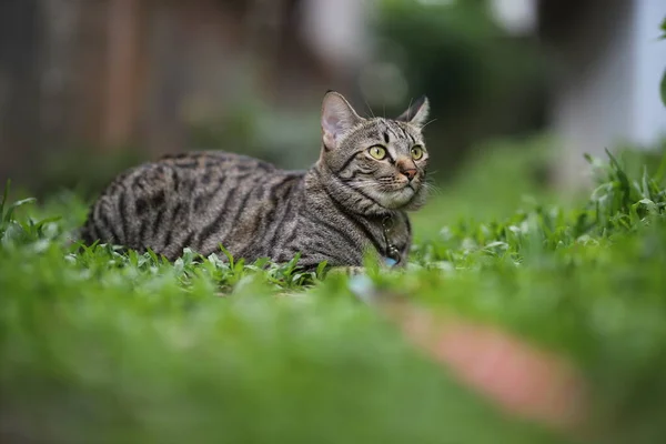 Gestromte Katze Sitzt Mit Szene Natur Grün — Stockfoto