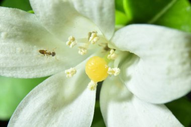 Murraya panikleyerek yakın çekim fotoğraf makrosu