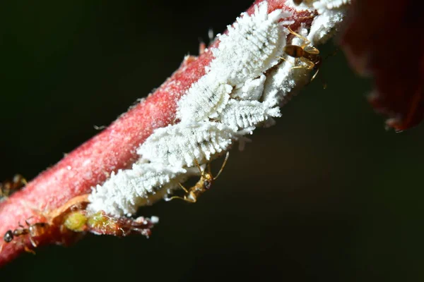 white aphid larvae on the red branch