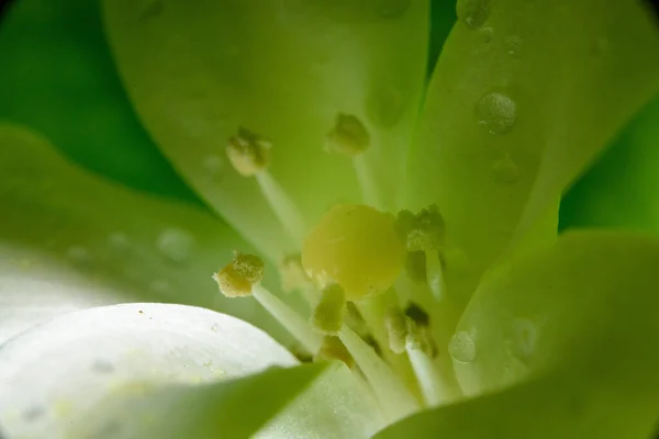 Murraya Paniculata Close Foto Makro Kapka Vody — Stock fotografie