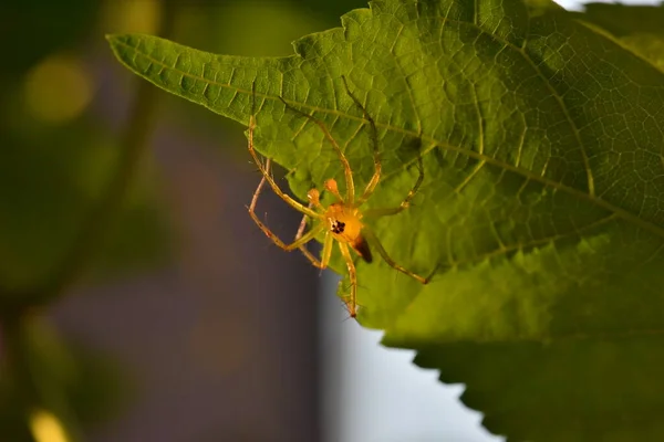 Kleine Spin Groen Blad — Stockfoto