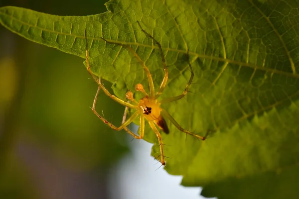 Malý Pavouk Zelený List — Stock fotografie