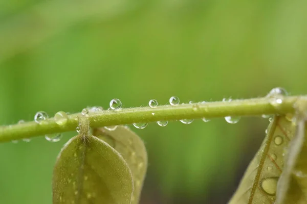 Goccioline Acqua Foglia Verde — Foto Stock