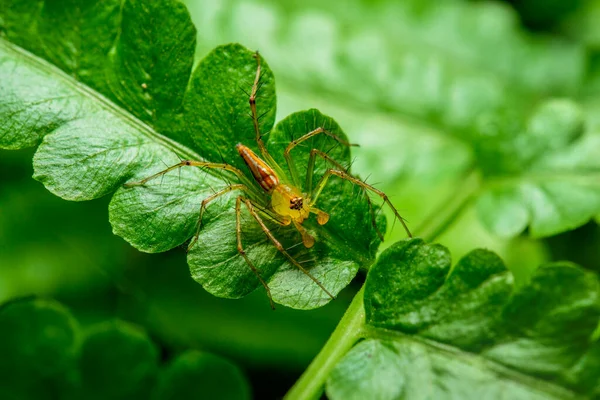绿色的叶子上的小蜘蛛 — 图库照片