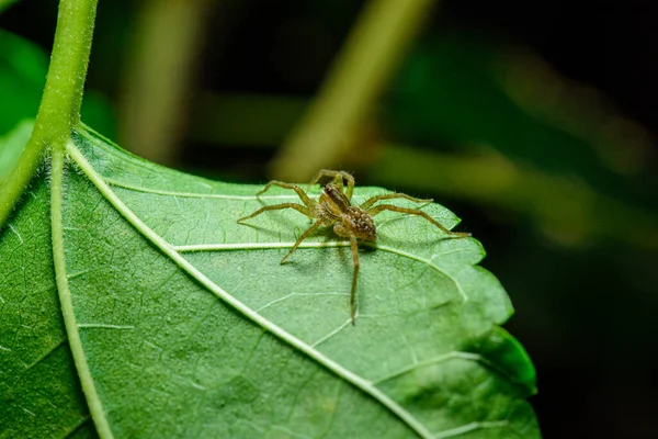 Aranha Pequena Folha Verde — Fotografia de Stock