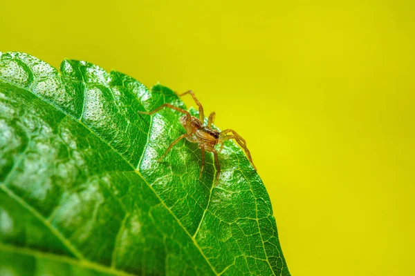 绿色的叶子上的小蜘蛛 — 图库照片