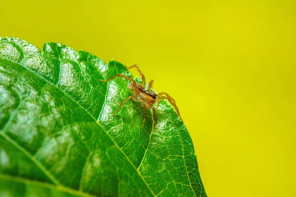 Aranha Pequena Folha Verde — Fotografia de Stock