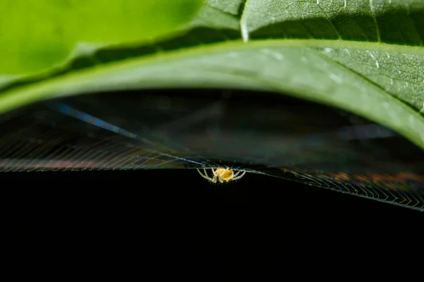 Pequena Aranha Amarela Teia — Fotografia de Stock