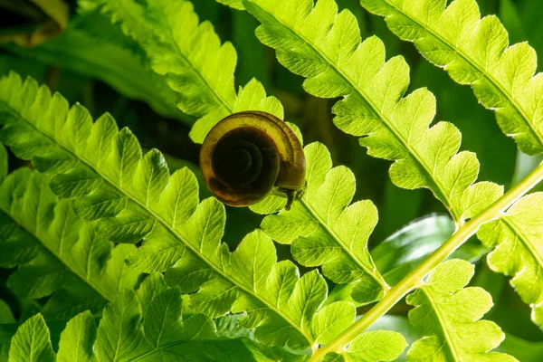 Escargot Sur Feuille Fougère Verte — Photo