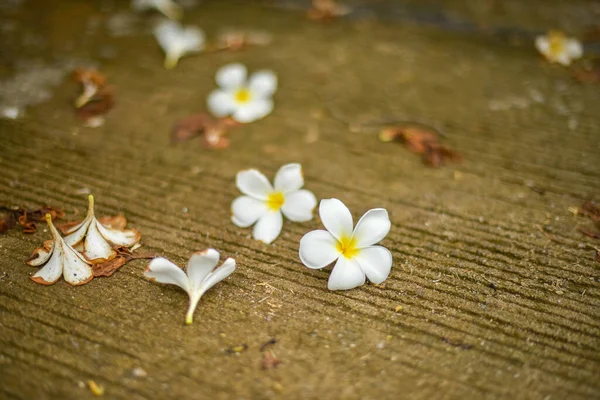 Yoldaki Beyaz Frangipani Çiçekleri — Stok fotoğraf