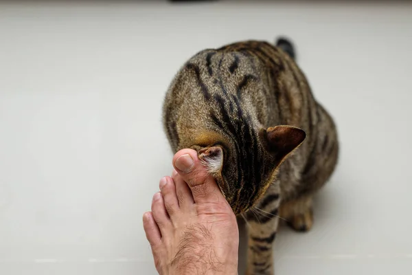 Katzengesicht Reibt Den Menschen Die Füße Tabby Katze — Stockfoto