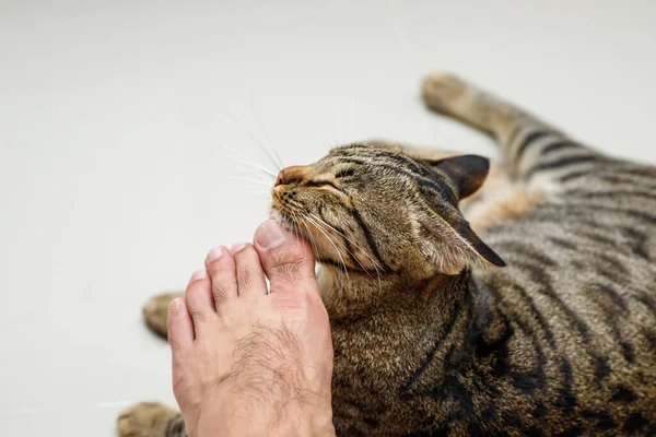 Cat face rubbing people\'s feet, Tabby cat.