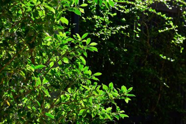 arkaplanda bir çerçeve olarak bırakır