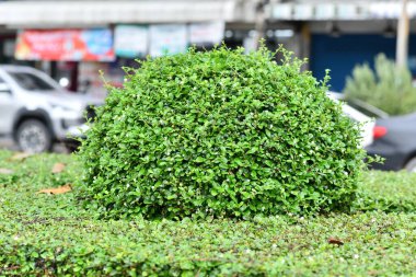 yeşil çalılar ve bulanık arkaplan