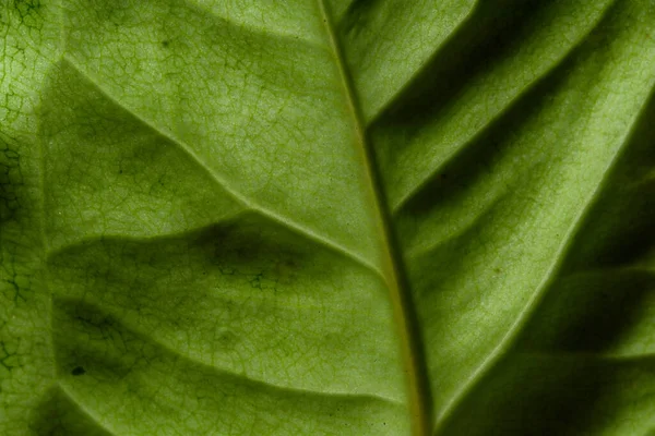 Groene Bladeren Worden Met Achtergrondverlichting Gefotografeerd Met Details Van Bladnerven — Stockfoto