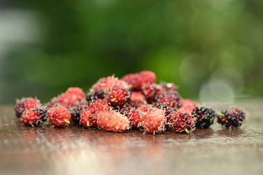 Ağaçtan toplanmış taze dut.