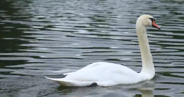 Hermoso Cisne Blanco Nadando Lago — Vídeos de Stock
